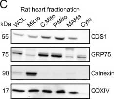 CDS1 Antibody (2D10)