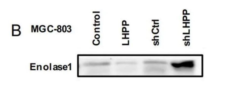 Enolase 1 Antibody (8G8)