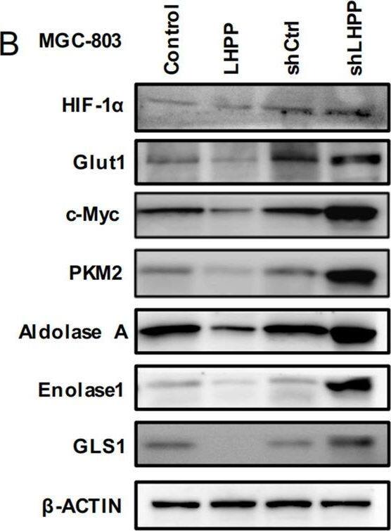 Enolase 1 Antibody (8G8)