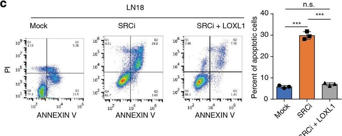 LOXL1 Antibody - Azide and BSA Free