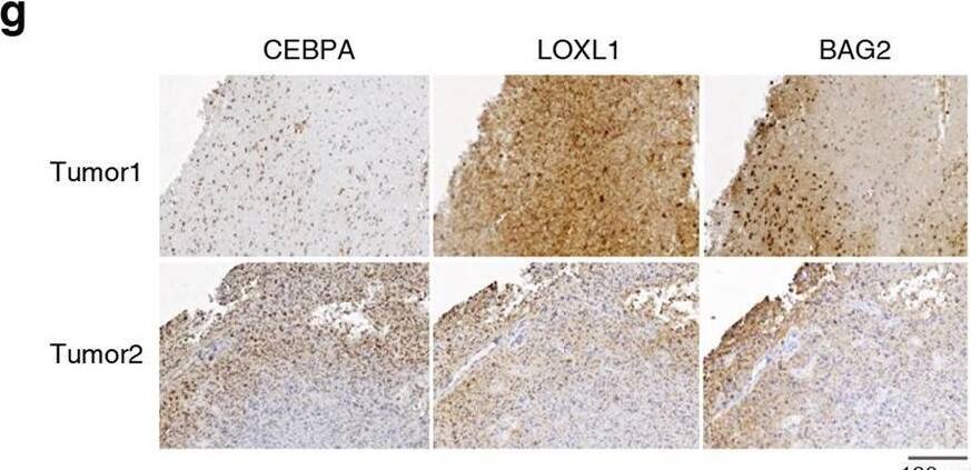 LOXL1 Antibody - Azide and BSA Free