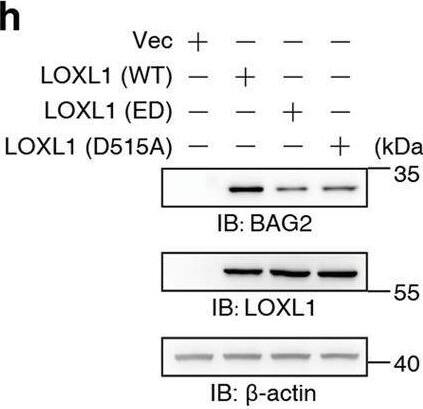 LOXL1 Antibody - Azide and BSA Free