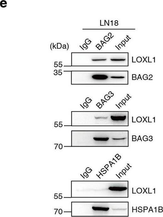 LOXL1 Antibody - Azide and BSA Free