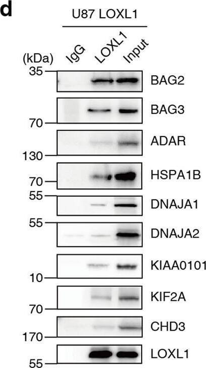 LOXL1 Antibody - Azide and BSA Free