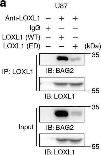 LOXL1 Antibody - Azide and BSA Free
