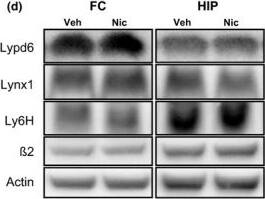 Ly-6H Antibody (3E10)
