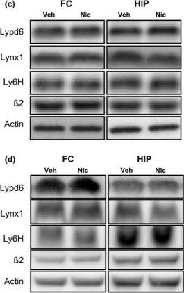 Ly-6H Antibody (3E10)