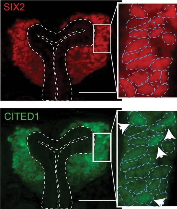 CITED1 Antibody (5H6)