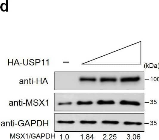 MSX1 Antibody (1E2) - Azide and BSA Free