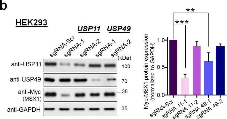 MSX1 Antibody (1E2) - Azide and BSA Free