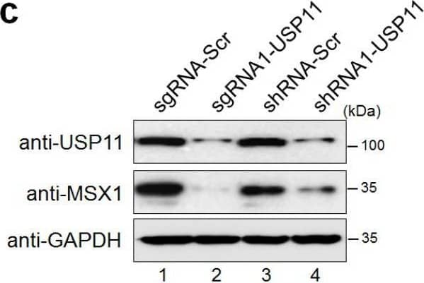 MSX1 Antibody (1E2) - Azide and BSA Free