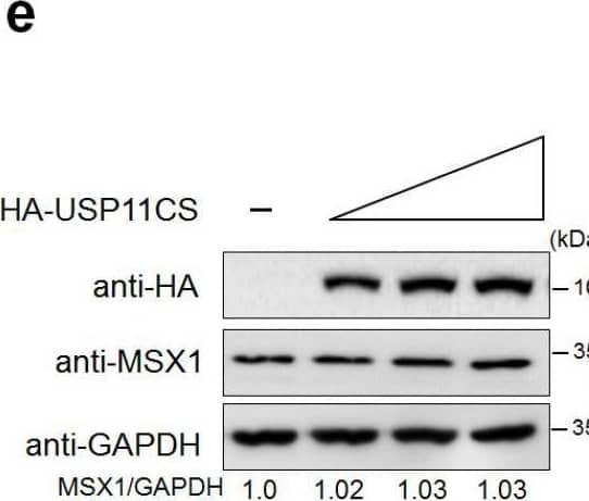 MSX1 Antibody (1E2) - Azide and BSA Free