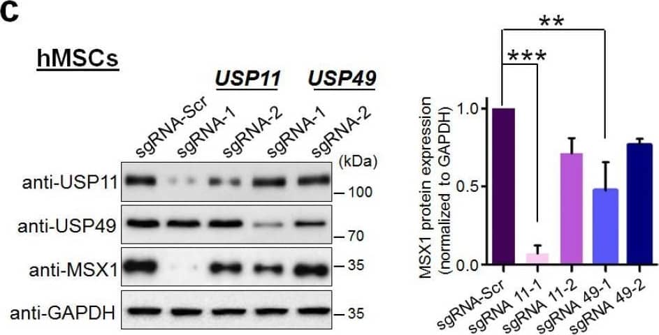 MSX1 Antibody (1E2) - Azide and BSA Free