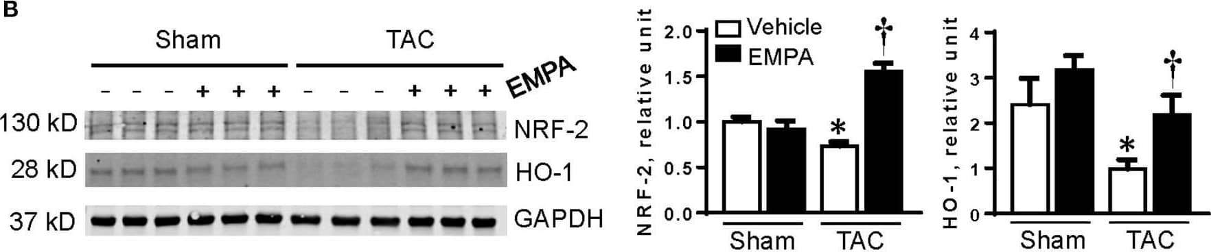 Nrf2 Antibody (2G7)