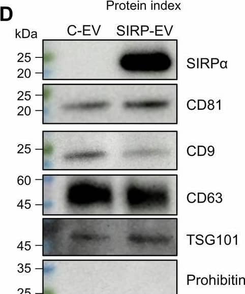 Prohibitin Antibody (3F4-2B2) - Azide and BSA Free
