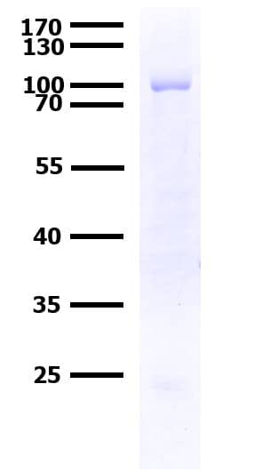 Recombinant Human PTP-MEG2/PTPN9 GST (N-Term) Protein