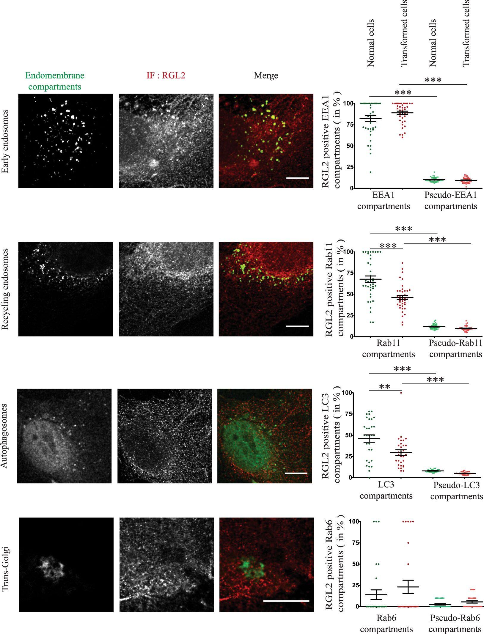 RGL2 Antibody (4D10)