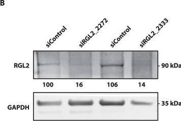 RGL2 Antibody (4D10)