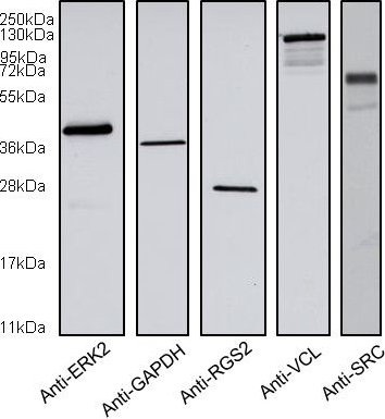 RGS2 Antibody (4C4)