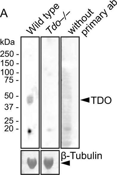 TDO2 Antibody