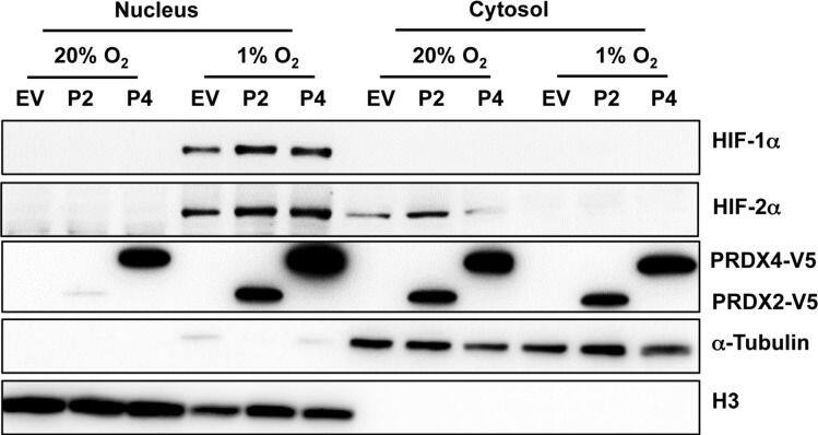 Peroxiredoxin 2 Antibody (4E10-2D2)