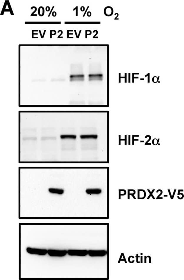 Peroxiredoxin 2 Antibody (4E10-2D2)