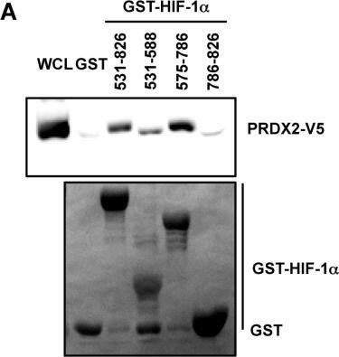 Peroxiredoxin 2 Antibody (4E10-2D2)