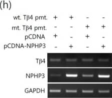 Thymosin beta 4 Antibody