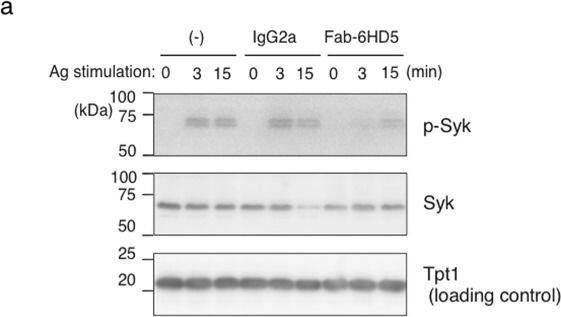 TPT1/TCTP Antibody (2A3)