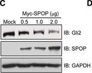 SPOP Antibody