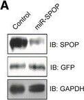 SPOP Antibody