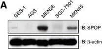 SPOP Antibody