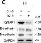 IQGAP1 Antibody (2C5)