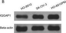 IQGAP1 Antibody (2C5)