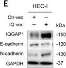 IQGAP1 Antibody (2C5)