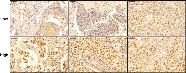 Rev-erb A alpha/NR1D1 Antibody (4F6)