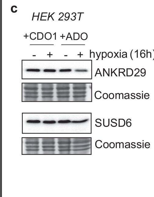 SUSD6 Antibody - Azide and BSA Free