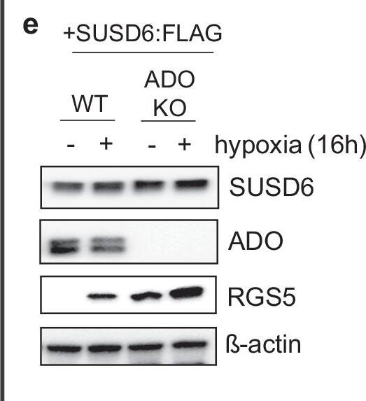 SUSD6 Antibody - Azide and BSA Free