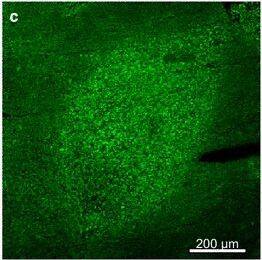 TOMM20 Antibody (4F3)
