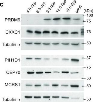MCRS1 Antibody