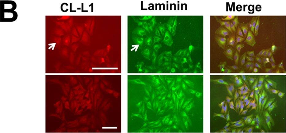 COLEC10 Antibody (4C1)