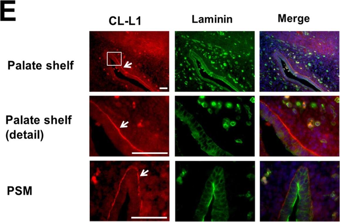 COLEC10 Antibody (4C1)