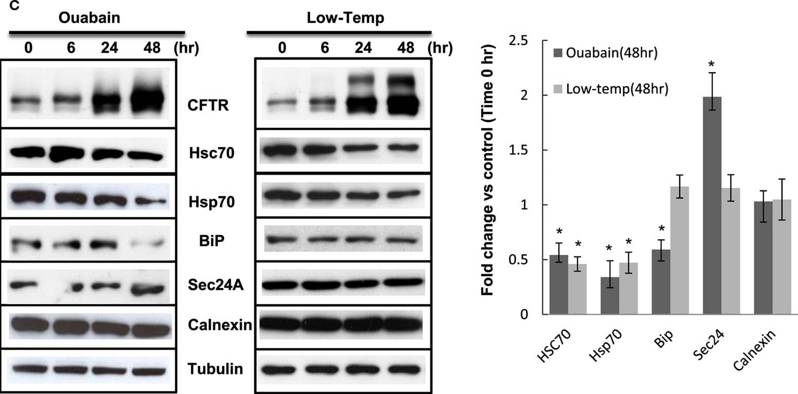 SEC24A Antibody (4D9)
