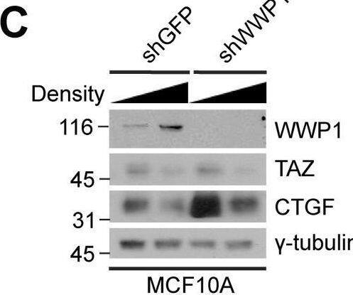 WWP1 Antibody (1A7) - Azide and BSA Free