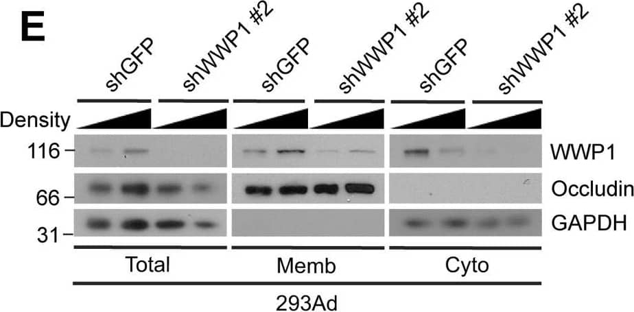 WWP1 Antibody (1A7) - Azide and BSA Free