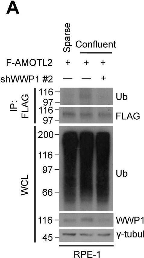 WWP1 Antibody (1A7) - Azide and BSA Free