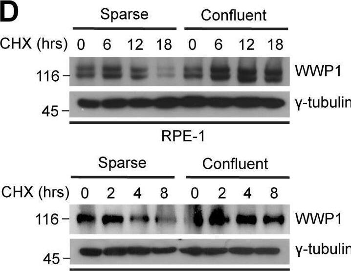 WWP1 Antibody (1A7) - Azide and BSA Free