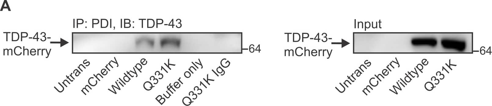 TDP-43/TARDBP Antibody (2E2-D3)
