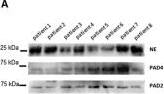 PADI4 Antibody (4D8)