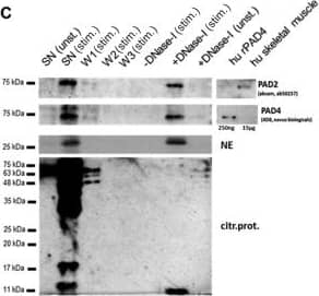 PADI4 Antibody (4D8)